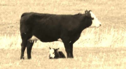 Cow&Calf2014--5-16 - Copy