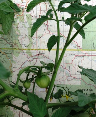 Tomato Map Development