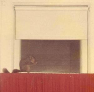 Squirrel 1983