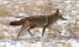 Coyote 4 2015--11-26