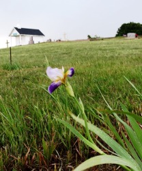 cemetery iris grass 2017--5-28