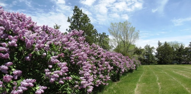 Lilacs at HSH - small copy for blog