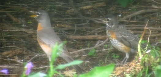 Robin adult and fledging 2018--6-14 - small copy for blog
