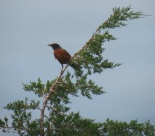 Robin in top of cedar tree - small version for blog