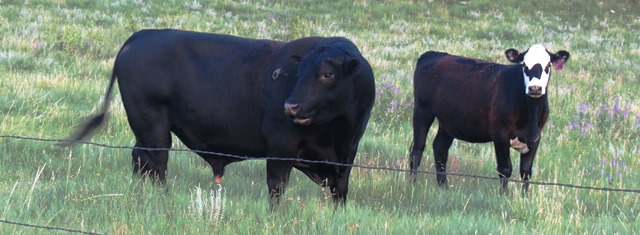 Roundup - Bull ignoring cow