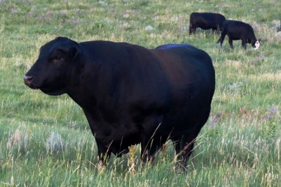 Roundup - Bull with sleek head and massive shoulders