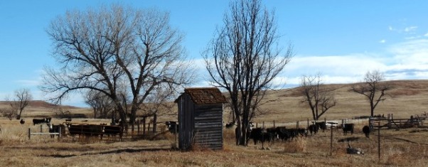 Cattle by outhouse 2017--11-24