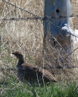 Harvest - Grouse by fencepost 2015--5-11