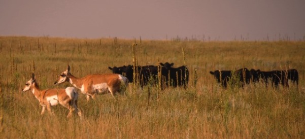 Harvest - pronghorn and cattle 2018--8-22
