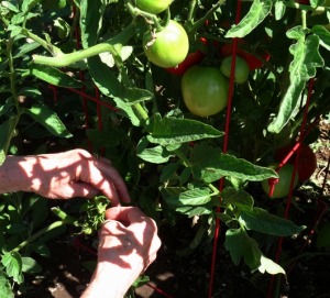 Harvest - tomatoes 2018--9-2