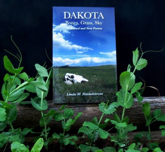 planting-peas-in-dakota-bones-grass-sky.jpg