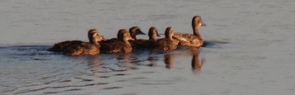 Nature - Duck Family 2014--7-28
