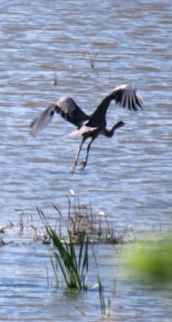 Nature - Heron flying away 2014