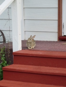 Nature - Rabbit on porch 2018