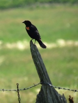 Nature - Red Winged Blackbird 2014