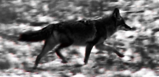Darkness coyote crossing Nov 2015