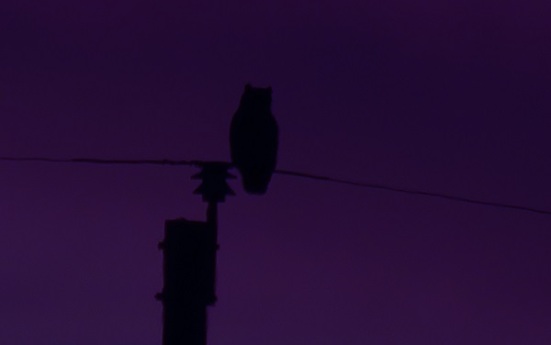 Darkness owl on power pole Oct 2017